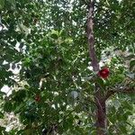 Camellia japonica পাতা