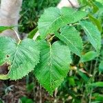 Betula ermanii 葉