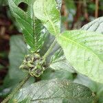 Psychotria retrorsipilis