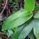 Callisia serrulata Folla