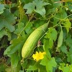 Luffa aegyptiaca Листок