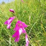 Gladiolus palustrisFloro