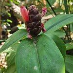 Costus spiralis Flower