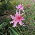 Watsonia borbonica花