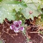 Nigella hispanica Blomma