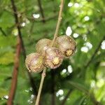 Ficus mauritiana Fruct