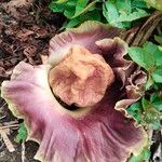 Amorphophallus paeoniifolius Virág