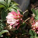 Trifolium thalii ফুল