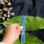 Ardisia furfuracea Beste bat