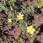 Tribulus zeyheri Habitatea