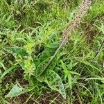 Ledebouria revoluta Цвят