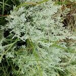 Artemisia maritima Leaf