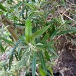 Buddleja saligna Leaf