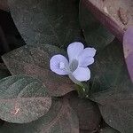 Barleria ventricosa Leaf