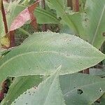 Senecio doria Leaf