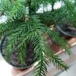 Cryptomeria japonica Hostoa