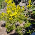 Biscutella valentina Flower