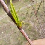 Salix acutifolia Hoja