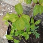 Thunbergia erecta Folha