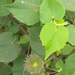 Abutilon mauritianum 叶