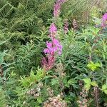 Epilobium angustifoliumFlor