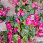 Begonia cucullata Habitus