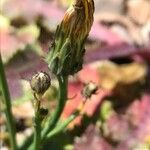 Hypochaeris radicata Sonstige