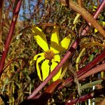 Helianthus pauciflorus 花