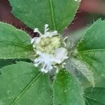 Croton glandulosus Floare