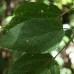 Dombeya punctata Blatt