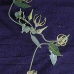Oxypetalum warmingii Hoja