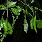 Morisonia discolor Altul/Alta