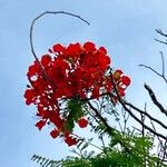 Delonix regia Цветок