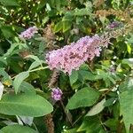 Buddleja japonicaLeaf