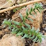 Buglossoides incrassata Celota