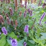 Agastache rugosaപുഷ്പം