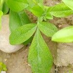 Anthyllis circinnata 葉
