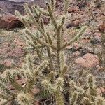 Cylindropuntia acanthocarpa Levél