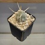 Tephrocactus articulatusΦύλλο