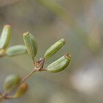 Bupleurum rigidum Fruitua