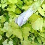 Oxalis incarnata 花