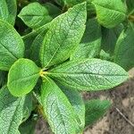Fadogia triphylla Hoja