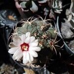 Gymnocalycium pflanzii Corteza