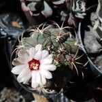 Gymnocalycium pflanzii Bark