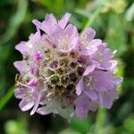 Armeria maritima Blüte