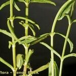 Sideritis arborescens Otro