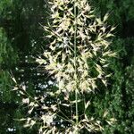 Trisetum flavescens Květ