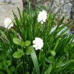 Muscari aucheri Flor