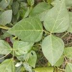 Vigna luteola Blatt