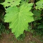 Rubus alceifolius Leaf